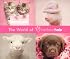 World of Rachael Hale 2008 Daily Boxed Calendar