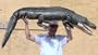 MASSIVE 6-FEET LONG STUFFED ALLIGATOR / CROCODILE - GIANT PLUSH ANIMAL WEIGHS 10-POUNDS - JUMBO HUGE ENORMOUS GIGANTIC LIFESIZE REALISTIC TOY / COLLECTIBLE - COLOR: DARK OLIVE GREEN