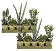 TWO Pre-Potted 16" Artificial Aloe Succulent Mixed Plants