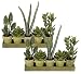 TWO Pre-Potted 16" Artificial Aloe Succulent Mixed Plants