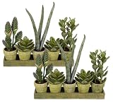 TWO Pre-Potted 16" Artificial Aloe Succulent Mixed Plants