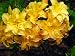 *NEW* GIANT YELLOW AZALEA*Rhododendron* 6' to 10' ft.*SWEET FRAGRANT*showy*#1232