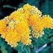 Hello Yellow Butterfly Weed 25 Plants - Asclepias