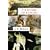 A History of Europe- Part A