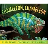 Chameleon, Chameleon