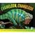 Chameleon, Chameleon
