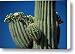 Close View Of A Saguaro Cactus Saguaro Canvas Print / Canvas Art - Artist Raymond Gehman