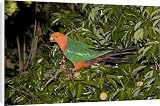 Canvas Prints of Australian King Parrot - male - feeds on fruit of a Lychee Tree (Sapindaceae from Ardea Wildlife Pets