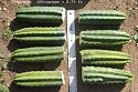 Four 12 Inch San Pedro Trichocereus Pachanoi Cactus Cuttings