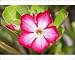 Photographic Prints of Flowers of Desert Rose from Ardea Wildlife Pets