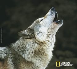 NATIONAL GEOGRAPHIC CALL OF THE WILD WOL