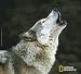 HandStands National Geographic Call of the Wild Mouse Mat