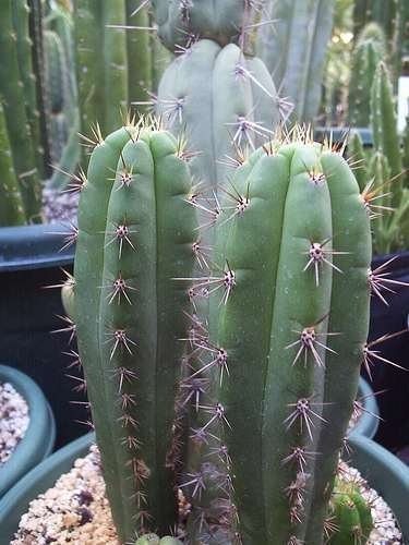 San Pedro Cactus (Trichocereus Peruvianus) 50 Seeds RAR Big-pack