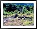Komodo Dragon, Komodo Island, Indonesia Framed Art Poster Print by Keren Su, 49x39