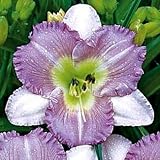 Amazon / Hirts: Daylily: Eleonore Daylily - Hemerocallis - NEW! - Potted