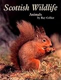 Scottish wildlife : animals