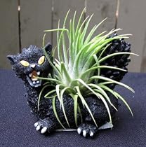 Black Cat Halloween Planter With Live Air Plant