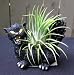 Black Cat Halloween Planter + Live Air Plant - Easy!