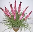 24" Silk Torch Flower and Wild Grass (melon)