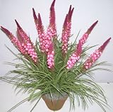 Review Silk Plants Plus  / 24
