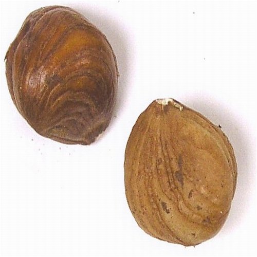 Filberts Hazelnuts, Raw Oregon by Oh! Nuts