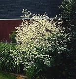 Giant Babies Breath Plant - Crambe - 6 Tall