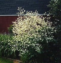 Giant Babies Breath Plant