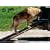 FOLDING WOODEN DOG RAMP