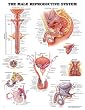 `Male Reproductive Chart 20"w X 26"h `Male Reproductive Chart 20"w X 26"h