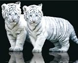 Posters: Big Cats Mini Poster - White Tiger Cubs (20 X 16 Inches)