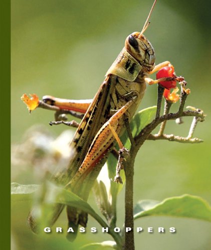 Grasshoppers (The World of Insects)