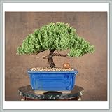 Juniper Bonsai Gift Tree II