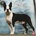 boston_terrier23boston terrier - Boston Terriers 2010 Square Wall
