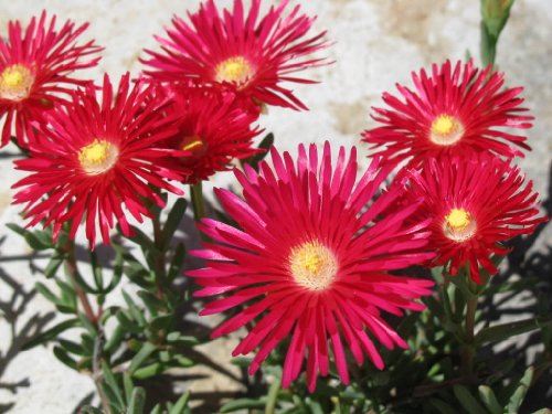 100 Gelato Bright RED ICE PLANT MESEMBRYANTHEMUM DAISY Livingstone Flower Seeds 100 Gelato Bright RED ICE PLANT MESEMBRYANTHEMUM DAISY Livingstone Flower Seeds
