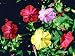 Four O' Clock Seeds - Mirabilis jalapa - 1,000 Seeds + *FREE SEEDS*