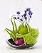 Bliss Gardens Air Plant Terrarium With 7