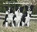 For the Love of Border Collies 2009 Calendar
