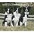 Border Collies, For the Love of 2009 Deluxe Wall Calendar