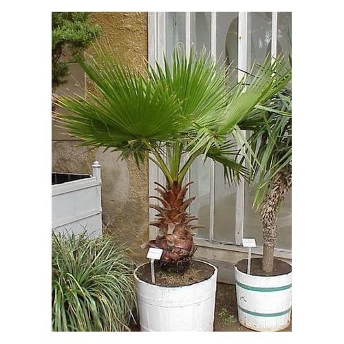Mexican Palm