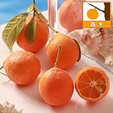 レモン：赤皮赤肉ミニレモン4～5号ポット[苗][柑橘・かんきつ類苗木]