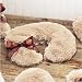 Royal Palm Vanilla Orchid Neck Pillow