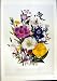 C1991 Ornamental Flowers Godetia Evening Primrose