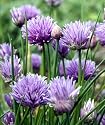 Chives 4 Plants - Hardy Perennial - Easy to Grow!