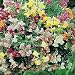 Antirrhinum Chinese