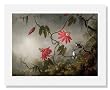Martin Johnson Heade, Passion Flowers and Hummingbirds