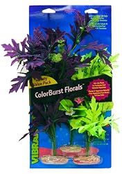 Vibran-Sea Amazon Broad Leaf Flowering Cluster Assortment