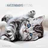 Katzenbabys 2012. Broschürenkalender 30 x 30 cm