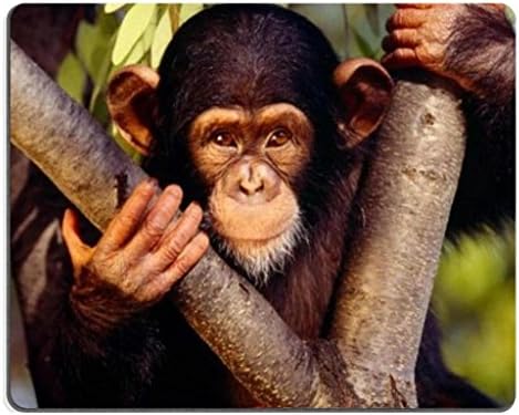 chimpanzee chimp monkey forest animal Mouse Pads Customized Made to Order Support Ready 9 7/8 Inch (250mm) X 7 7/8 Inch (200mm) X 1/16 Inch (2mm) High Quality Eco Friendly Cloth with Neoprene Rubber Liil Mouse Pad Desktop Mousepad Laptop Mousepads Comfortable Computer Mouse Mat Cute Gaming Mouse pad