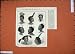 1874 Natives Ugogo East Central Arfica Hairstyles Heads