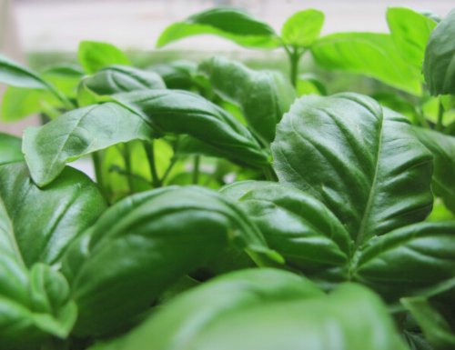 Herbs: How To Grow Herbs And Use Herbal Remedies For Common Ailments